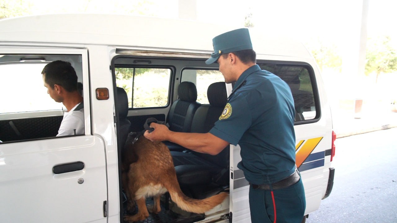 🔻Qashqadaryoda hovlisida «kannabis» yetishtirayotgan fuqarolar qo’lga olindi.